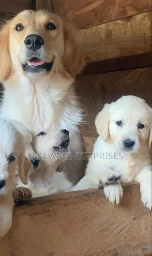 1-3 months Male Purebred Golden Retriever