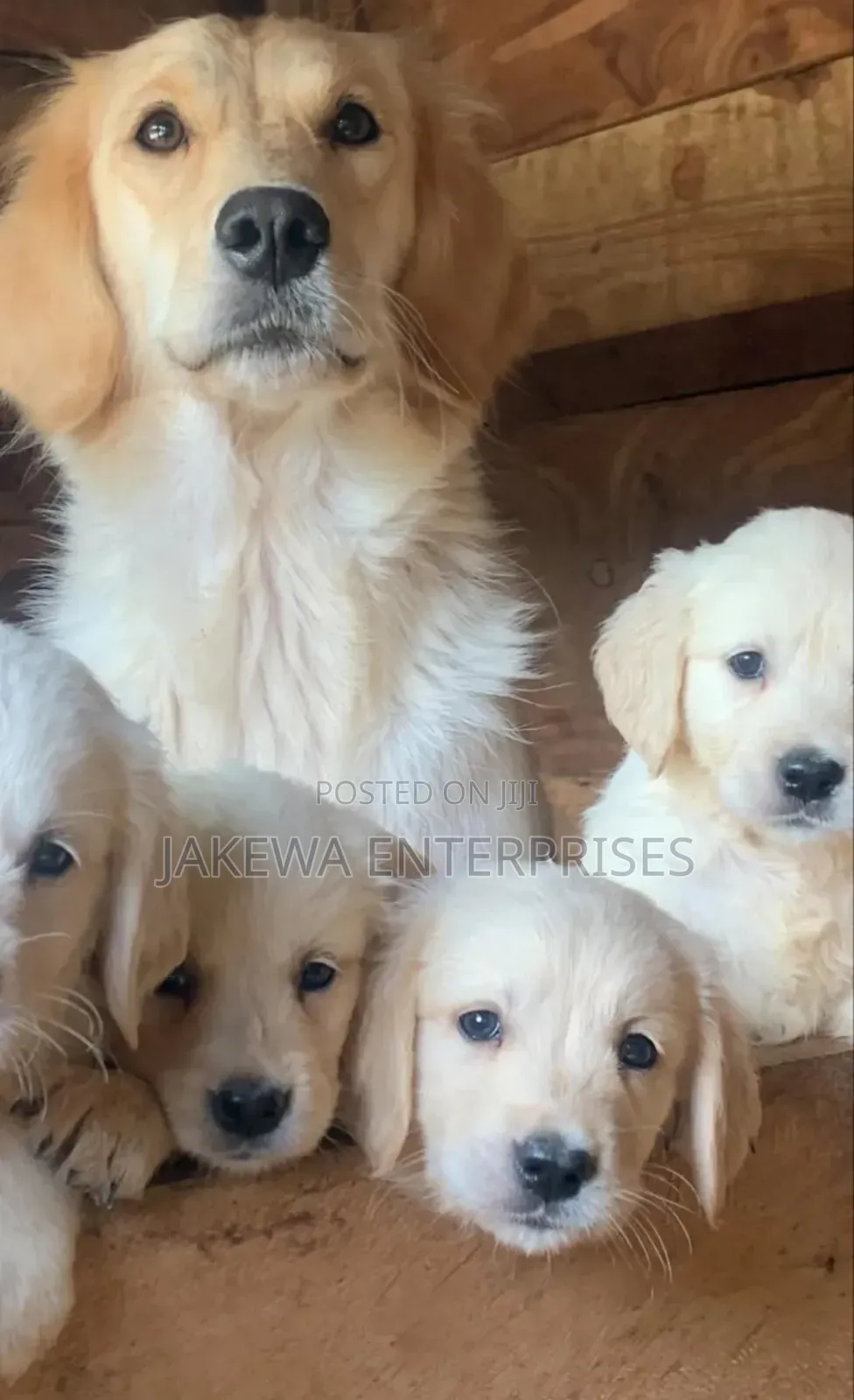 1-3 months Male Purebred Golden Retriever