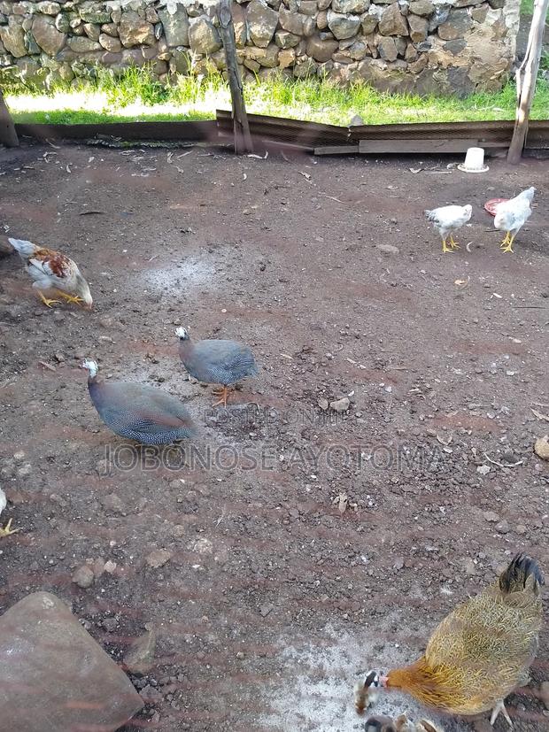 Healthy Paired Guinea Fowl for Sale – Ideal for Breeding