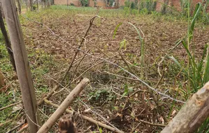 Commercial Plot for Sale