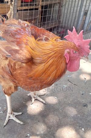 Improved Kienyeji Chicken - main view