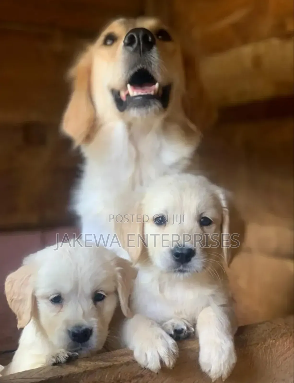 1-3 months Male Purebred Golden Retriever