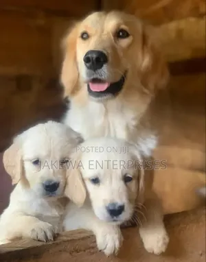 1-3 months Male Purebred Golden Retriever