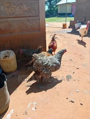 Female Orpingtons on Offer - thumbnail 2