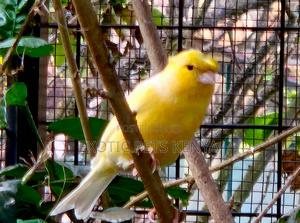 Canary (Imported) - thumbnail 2