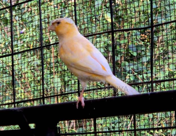 Canary (Imported) - thumbnail 3