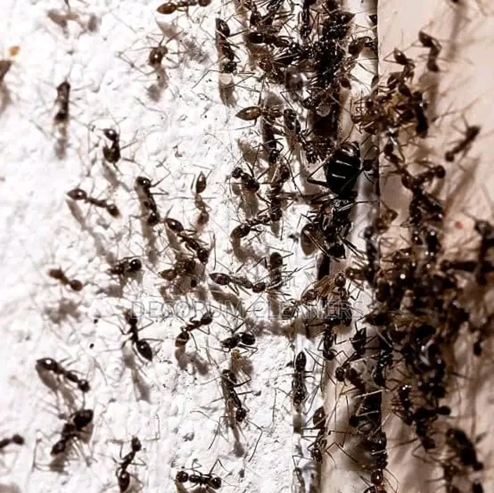 Fumigation