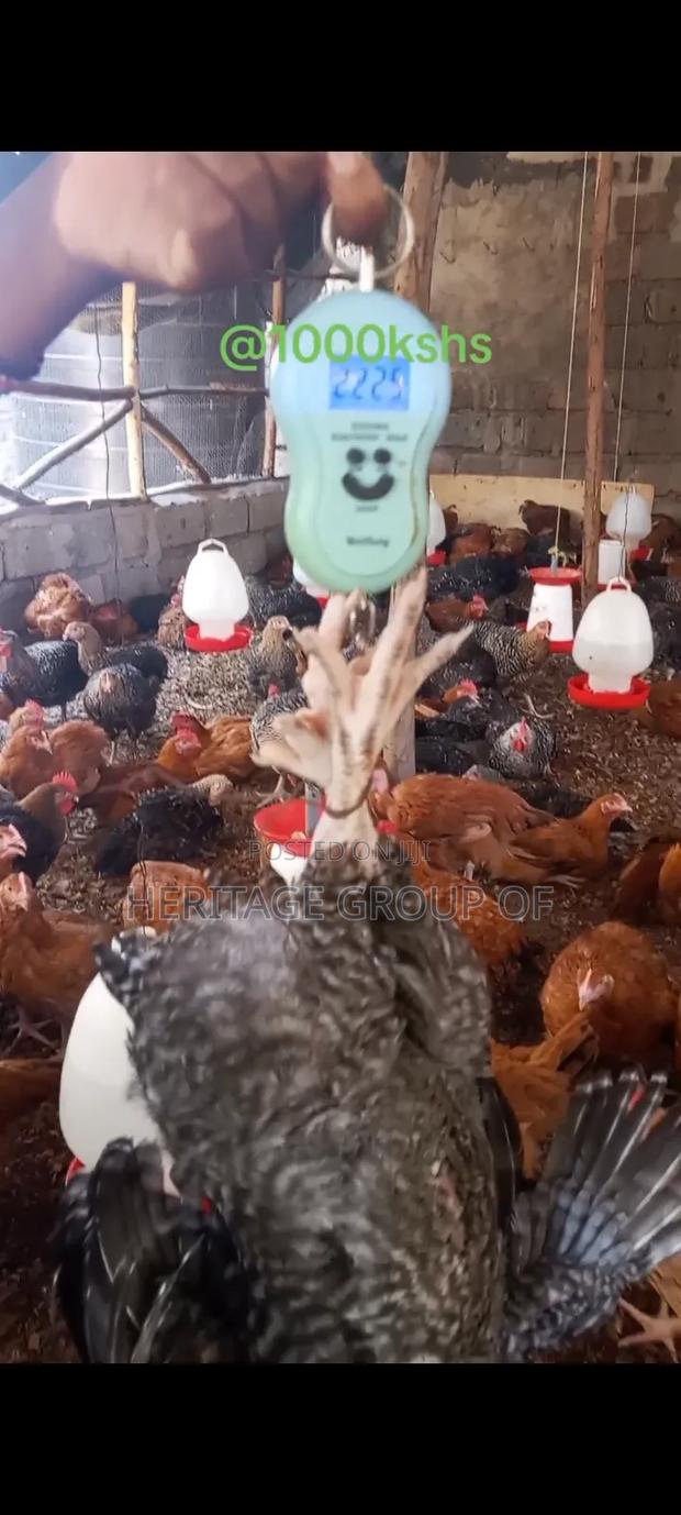 Improved Kienyeji Chicken - main view