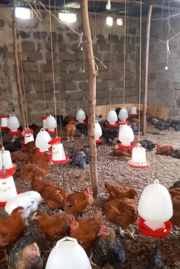 Improved Kienyeji Chicken - thumbnail 3