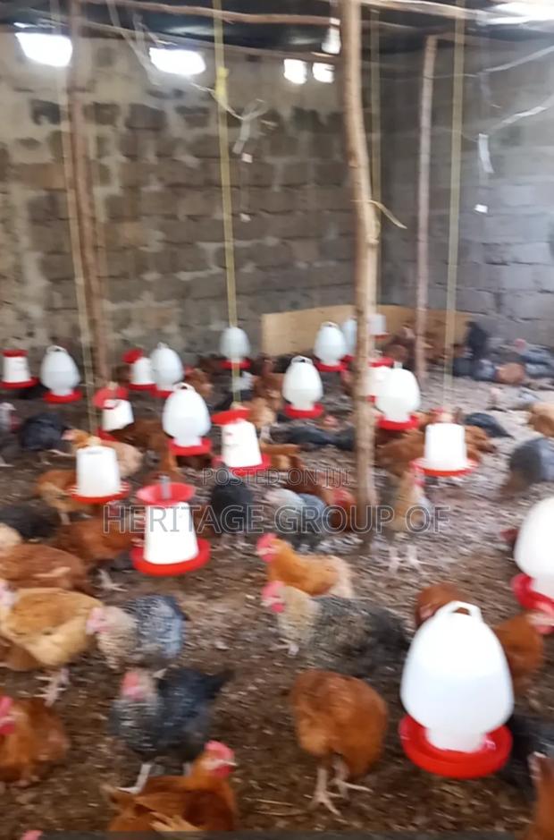 Improved Kienyeji Chicken - thumbnail 8