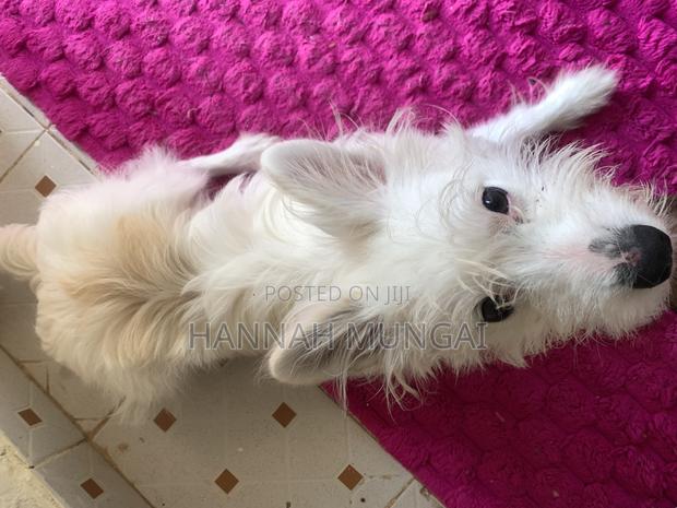 6-12 months Male Mixed Breed Japanese Spitz - thumbnail 2