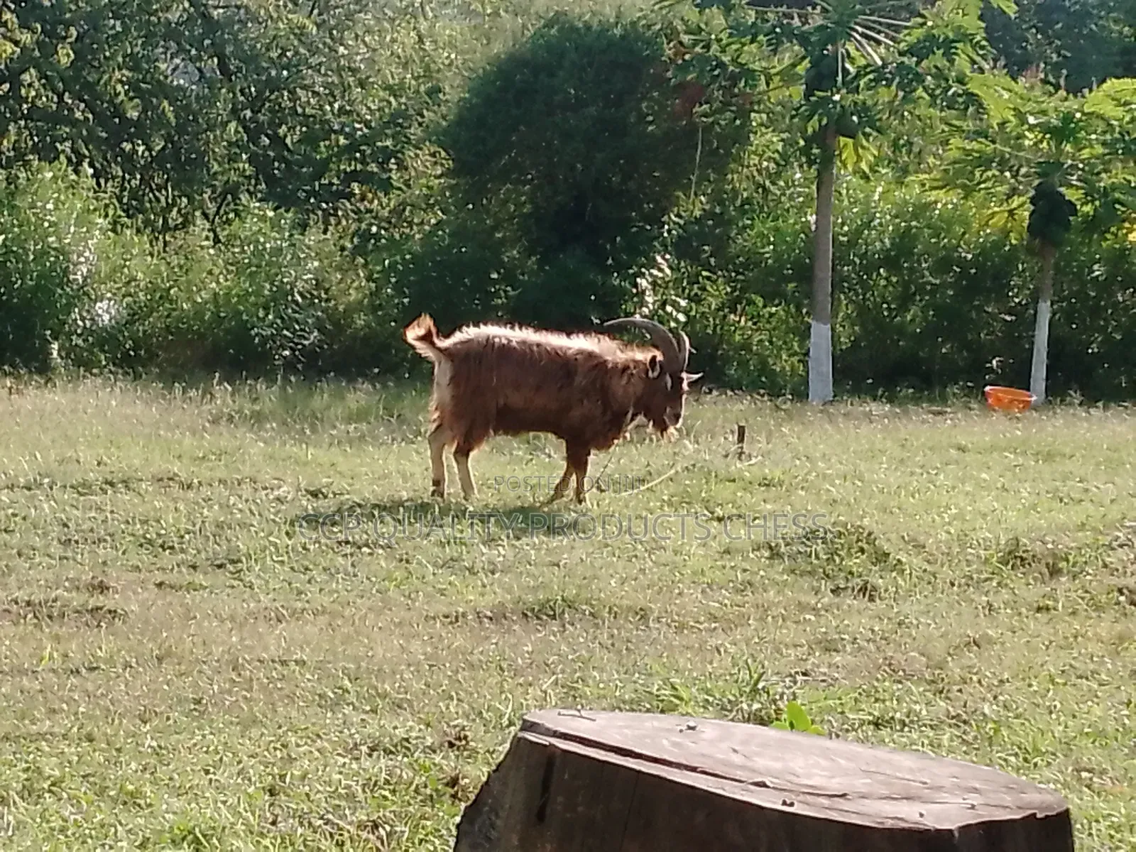 Togenburg Goat