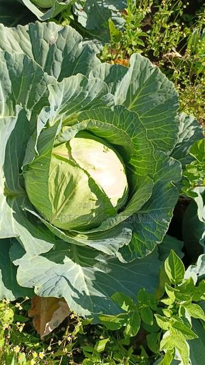 Quality Cabbages - thumbnail 2