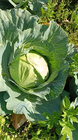 Quality Cabbages