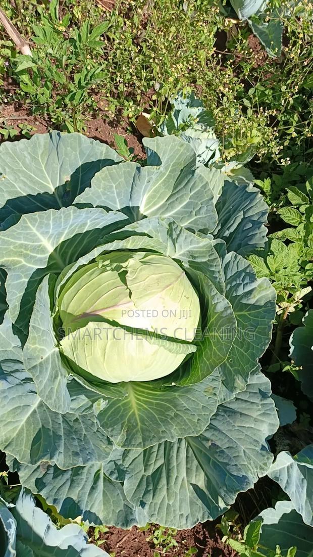 Quality Cabbages - thumbnail 3