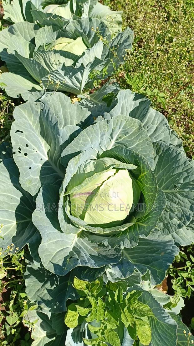 Quality Cabbages - thumbnail 4