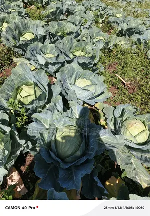 Quality Cabbages