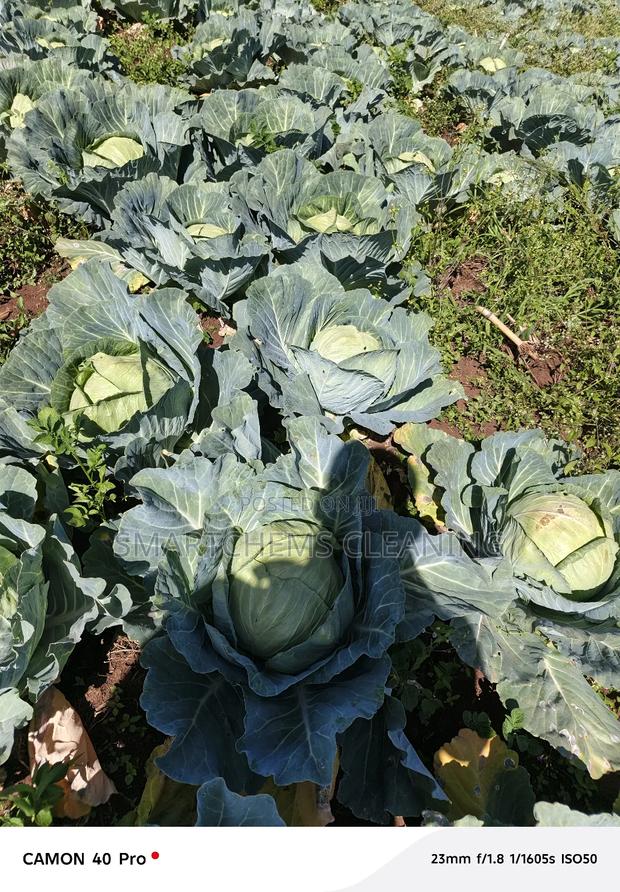 Quality Cabbages - thumbnail 5