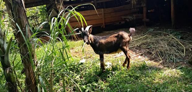 Dairy Goat German Alpine - thumbnail 3