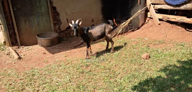 Dairy Goat German Alpine - thumbnail 4