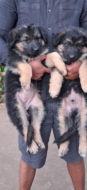 1-3 months Male Purebred German Shepherd - thumbnail 2
