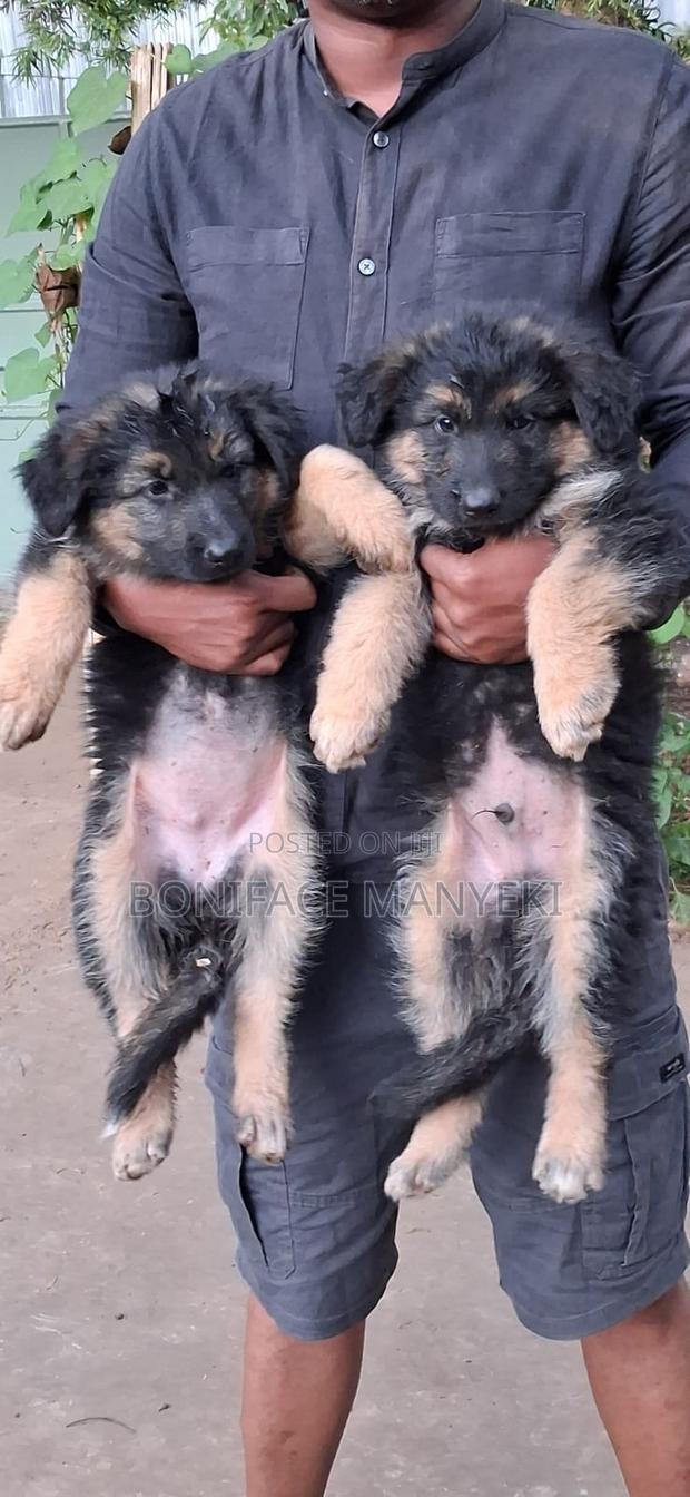 1-3 months Male Purebred German Shepherd - thumbnail 4