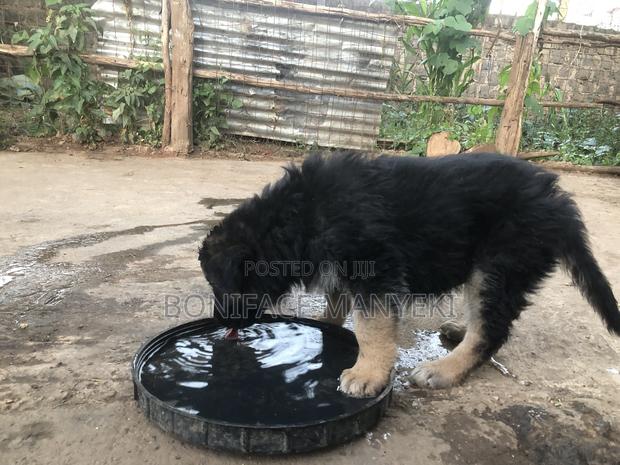 1-3 months Male Purebred German Shepherd - thumbnail 3