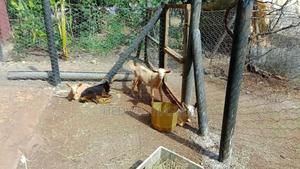 Dairy Goats Start-Up Set of Three - main view