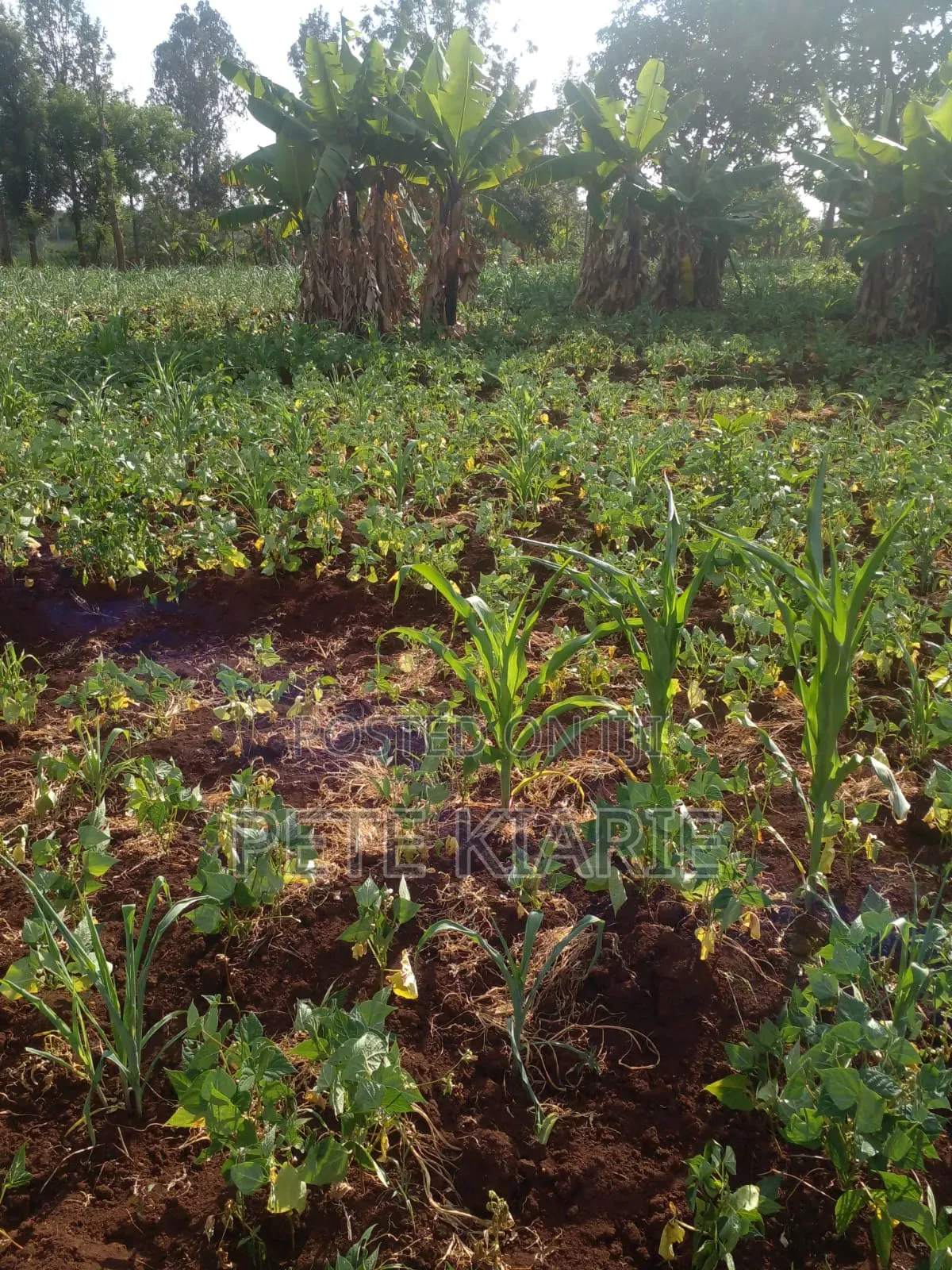 Land for Sale – Kimori Wempa , Murang’A County (Near Pro Gas Hq)