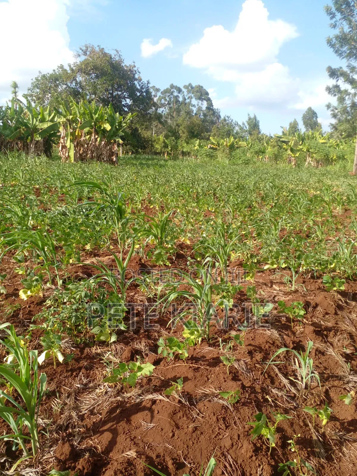Land for Sale – Kimori Wempa , Murang’A County (Near Pro Gas Hq)