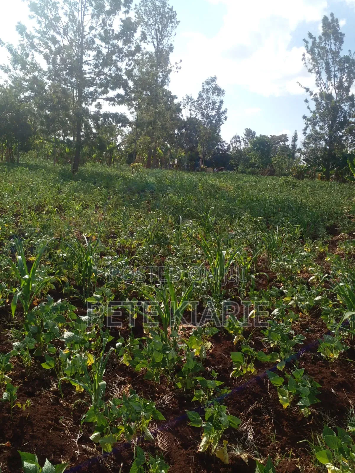 Land for Sale – Kimori Wempa , Murang’A County (Near Pro Gas Hq)