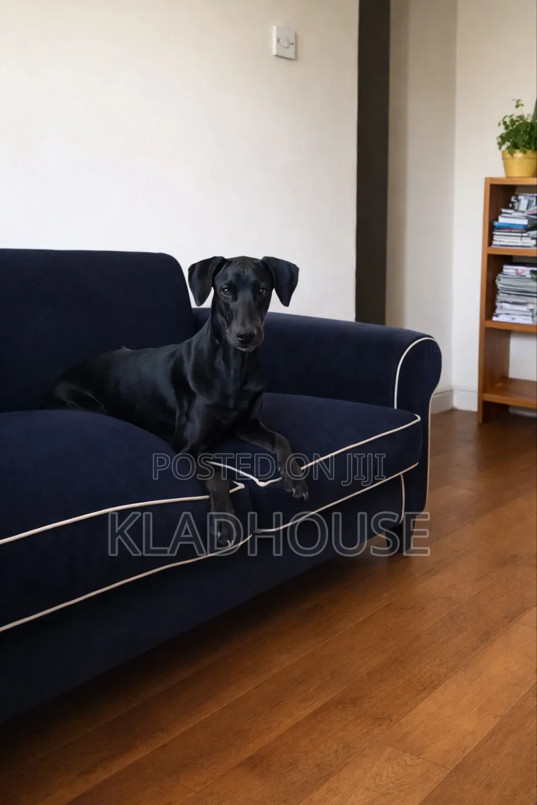 1-3 months Female Purebred Doberman Pinscher