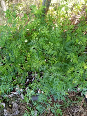 Melia Seedlings