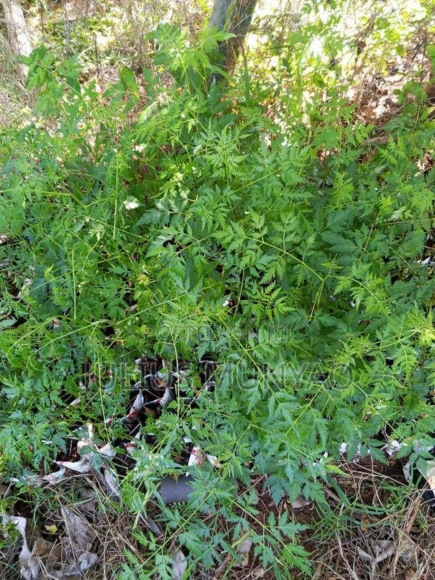 Melia Seedlings - thumbnail 3