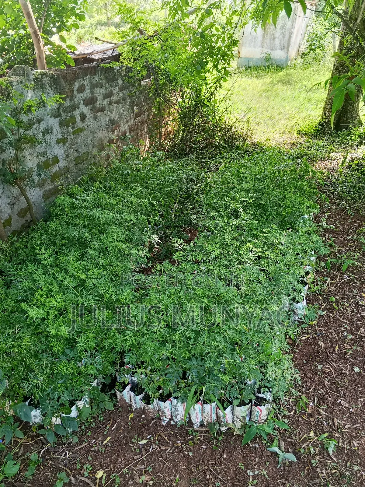 Melia Seedlings