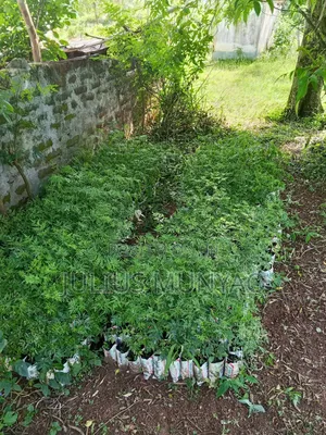 Melia Seedlings