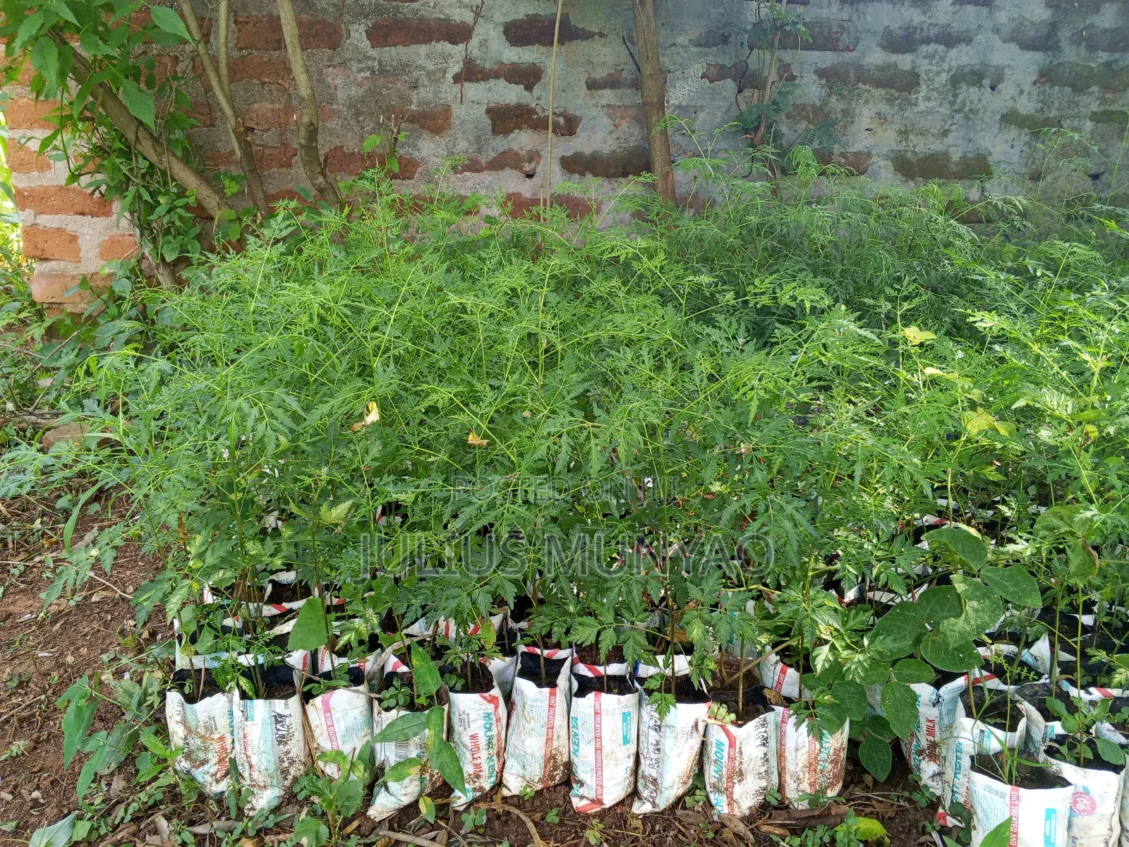 Melia Seedlings