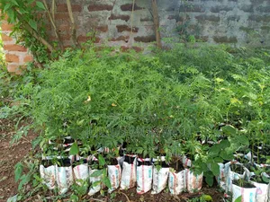 Melia Seedlings