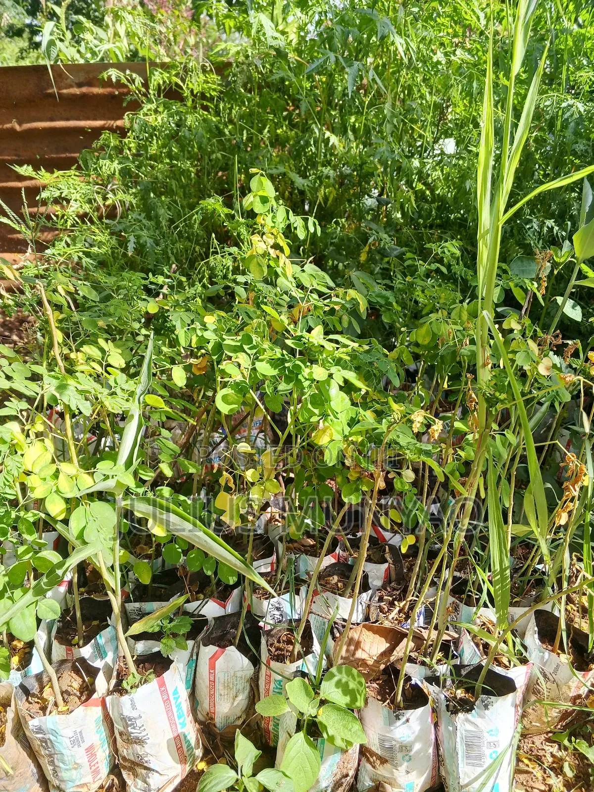 Melia Seedlings