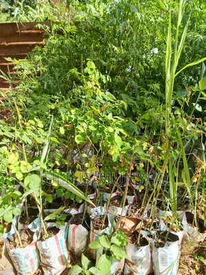 Melia Seedlings