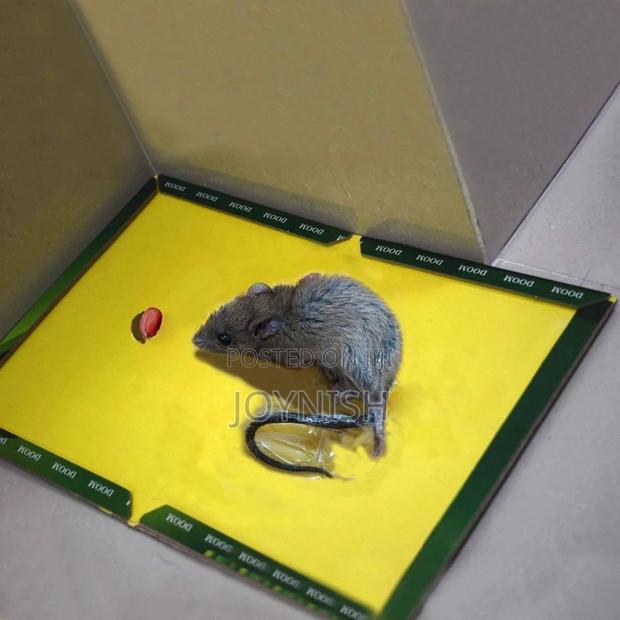 Rat Trap Available - main view