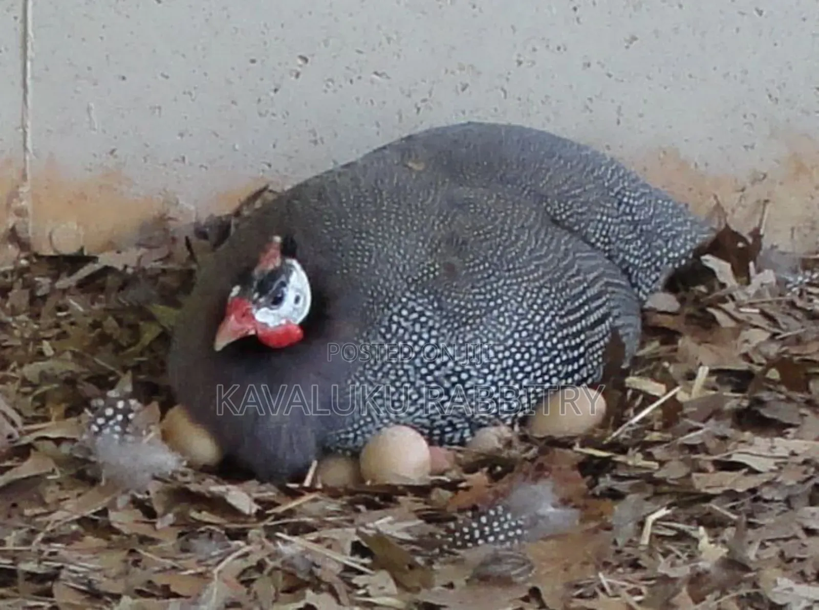 Guinea Fowl Fertilised Eggs.