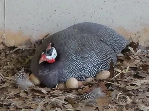 Guinea Fowl Fertilised Eggs.