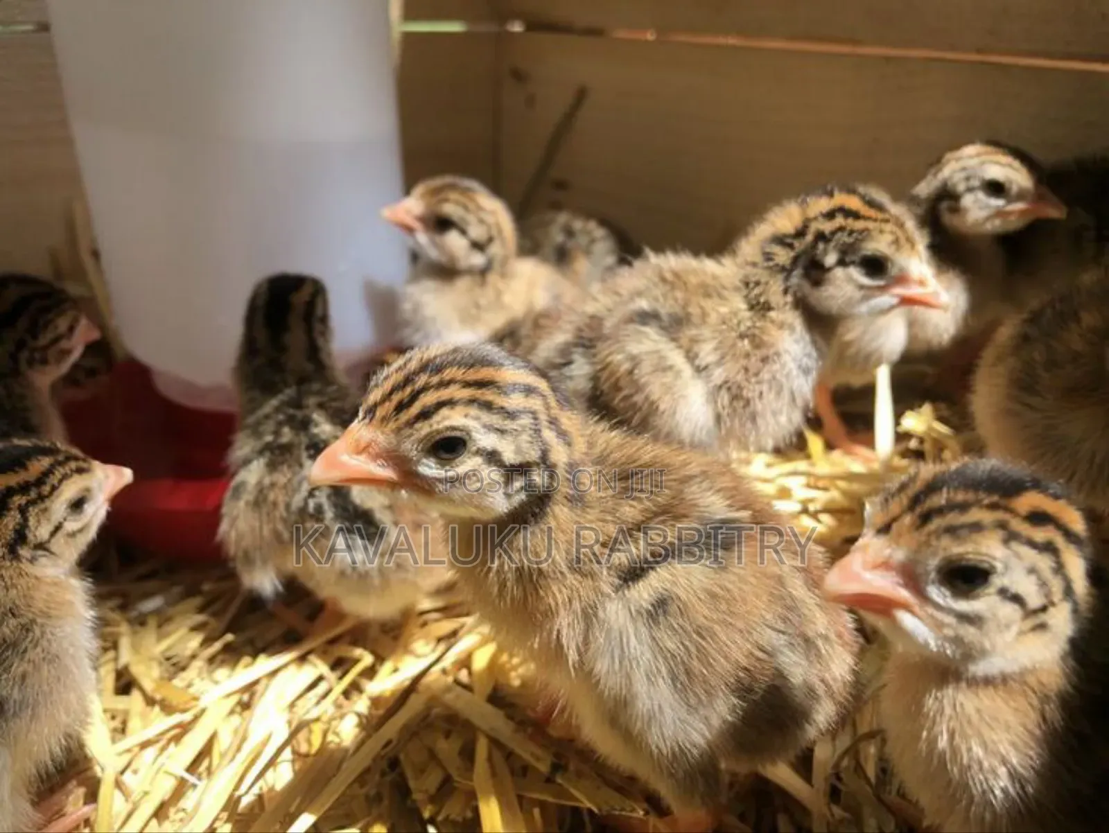 Guinea Fowl Fertilised Eggs.