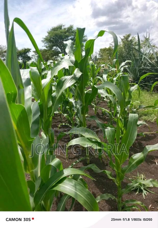 Land for Sale - main view