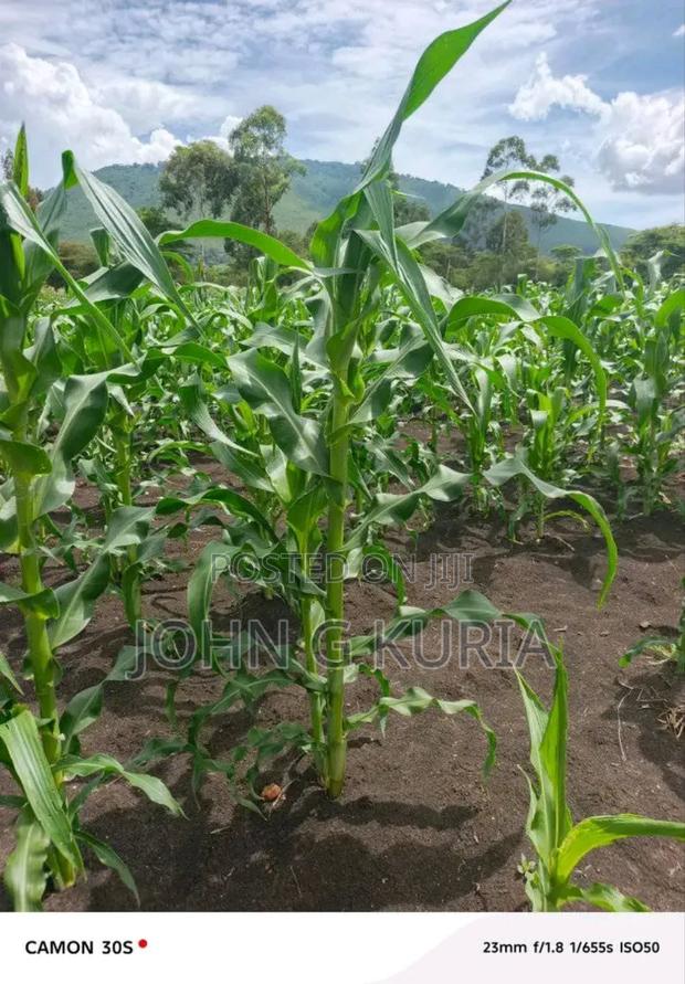 Land for Sale - thumbnail 3