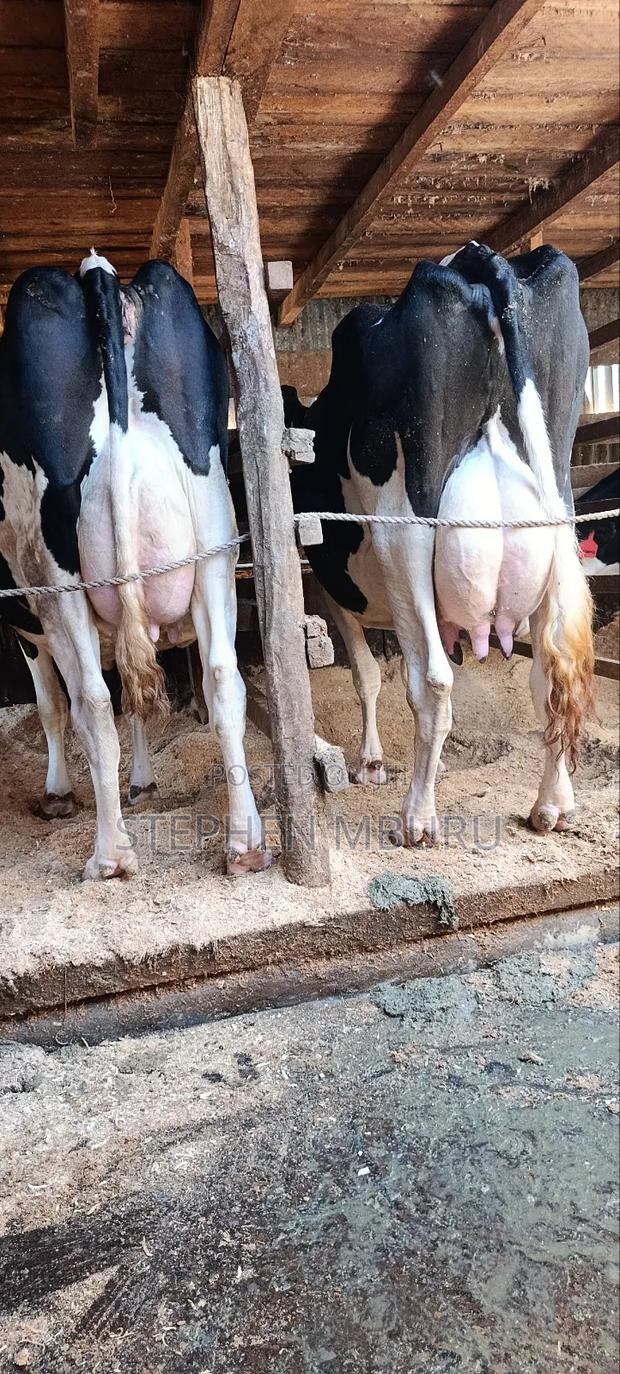 Super Milkers - thumbnail 3