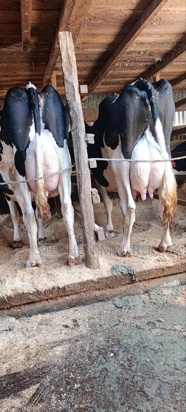 Super Milkers - thumbnail 4