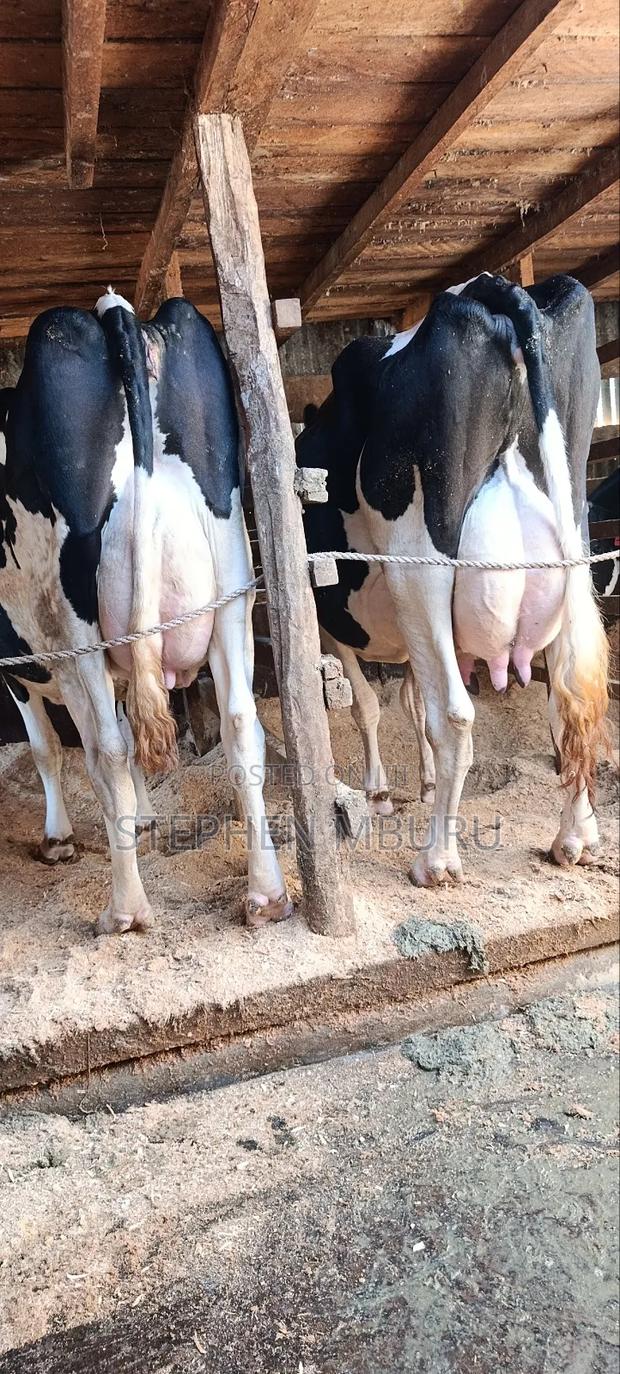 Super Milkers - thumbnail 5