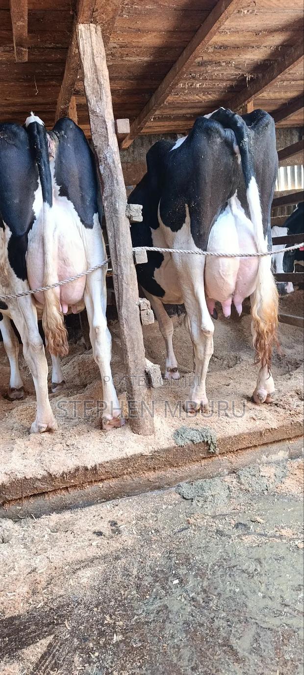 Super Milkers - thumbnail 6